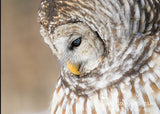 Barred Owl Profile