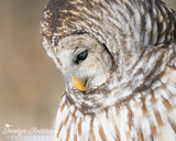 Barred Owl Profile