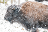 Bison in Snow