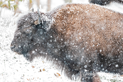 Bison in Snow