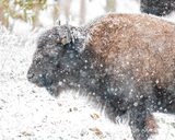 Bison in Snow