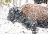 Bison in Snow