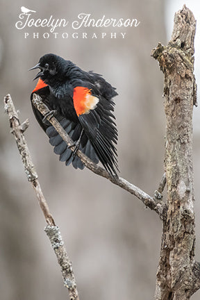 Red-winged Blackbird