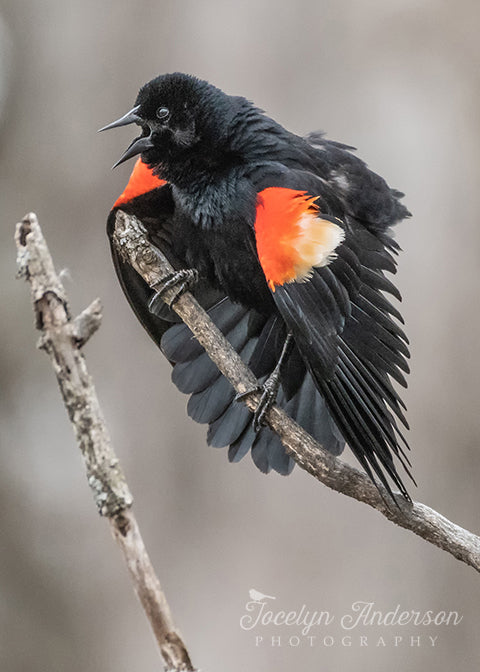 Blue Jay versus Red-winged Blackbird – Jocelyn Anderson Photography