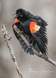 Red-winged Blackbird Calling