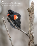 Red-winged Blackbird Calling