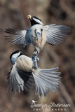 Black-capped Chickadees - Peanut Battle