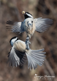 Black-capped Chickadees - Peanut Battle