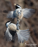 Black-capped Chickadees - Peanut Battle