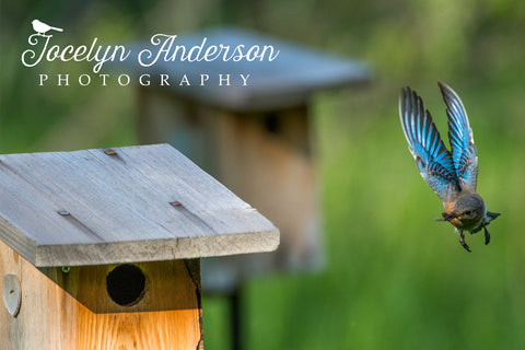 Eastern Bluebird