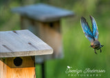 Eastern Bluebird