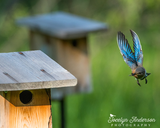 Eastern Bluebird