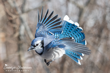 Blue Jay in Flight