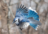 Blue Jay in Flight