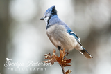 Blue Jay Tree Topper