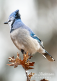 Blue Jay Tree Topper