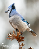 Blue Jay Tree Topper