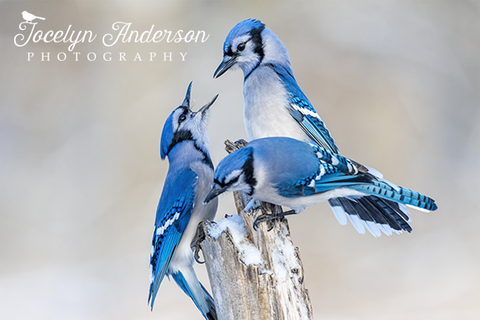 Blue Jays Having a Discussion