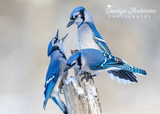 Blue Jays Having a Discussion
