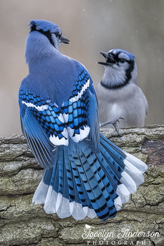 Blue Jay Flaring Feathers