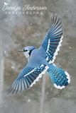 Blue Jay on a Snowy Day