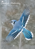 Blue Jay on a Snowy Day