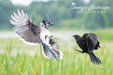 Blue Jay versus Red-winged Blackbird