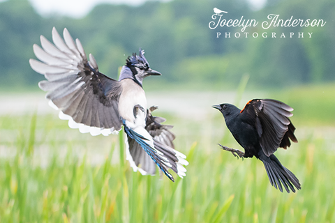 Blue Jay versus Red-winged Blackbird