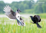 Blue Jay versus Red-winged Blackbird