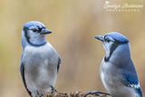 Blue Jay Looking Surprised
