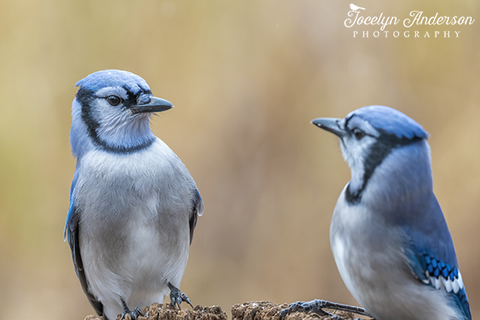 Blue Jay Looking Surprised
