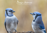 Blue Jay Looking Surprised