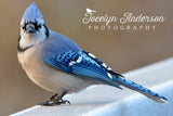 Blue Jay on Icy Bridge
