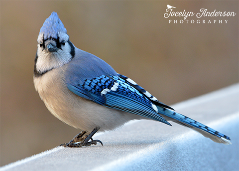 Blue Jay on Icy Bridge