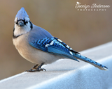 Blue Jay on Icy Bridge