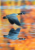 Canada Goose in Fall