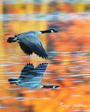Canada Goose in Fall