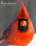 Northern Cardinal Crest
