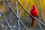 Northern Cardinal
