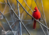 Northern Cardinal