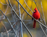 Northern Cardinal