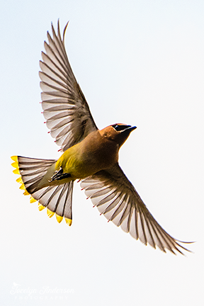 Cedar Waxing Flying