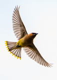 Cedar Waxing Flying