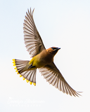 Cedar Waxing Flying