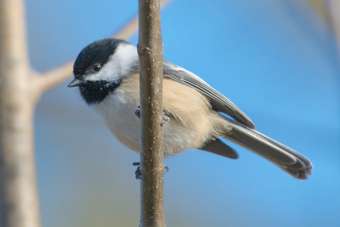 Black-capped Chickadee Against Blue Sky