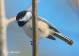 Black-capped Chickadee Against Blue Sky