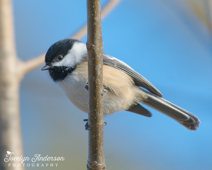Jocelyn Anderson Photography on X: A nice and round Black-capped Chickadee   / X