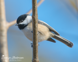 Black-capped Chickadee Against Blue Sky