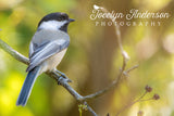 Black-capped Chickadee on Branch