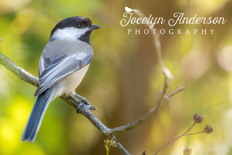Black-capped Chickadee on Branch